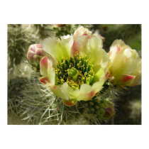Cactus Flower posters by mlane53 Cactus Flower posters