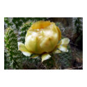 Cactus Flower posters