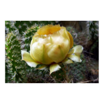 Cactus Flower posters
