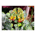Cactus Flower posters