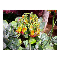 Cactus Flower posters