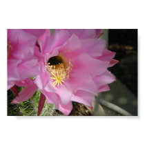 Cactus flower posters