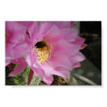 cactus, flower
