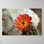 Cactus flower poster