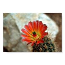 Cactus flower posters