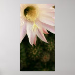 Cactus Flower Posters