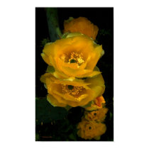 Cactus Flower Song posters
