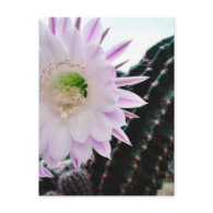 Cactus Flower White Post Card