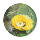 cactus flower with bee magnets