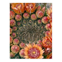 Cactus Flowers 002c Postcards