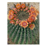 Cactus Flowers 002d Post Cards