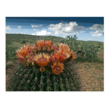 Cactus Flowers 011a Postcards