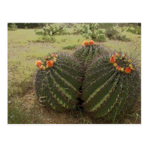 Cactus Flowers 027a Postcard