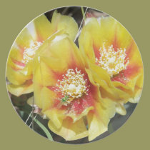 Cactus Flowers plates
