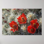 Cactus flowers posters