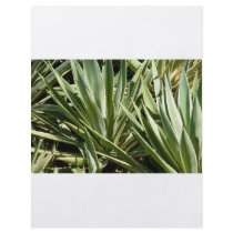 Cactus flyer