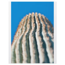 Cactus flyer