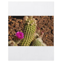 Cactus flyer