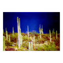 cactus forest in a storm - horizontal posters by dma847 cactus forest in a storm - horizontal posters