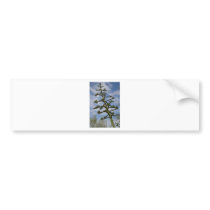 Cactus from the Arizona Collection Bumper Sticker
