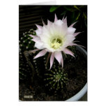 Cactus Greeting Card