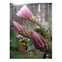 Cactus in Bloom Postcard