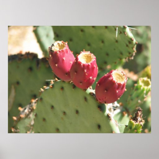 CACTUS IN BLOOM PRINT