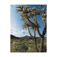 Cactus in Saguaro National Park , Arizona Postcards