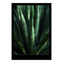 Cactus in Shadows posters by cOSMOsFotoS Cactus in Shadows posters