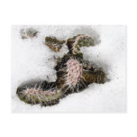 Cactus in Snow postcards