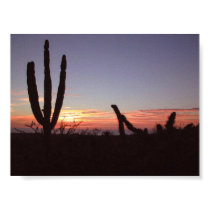 Cactus in the Baja sunset posters
