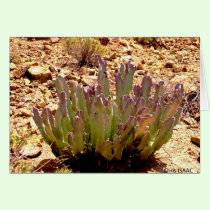 Cactus in the desert cards
