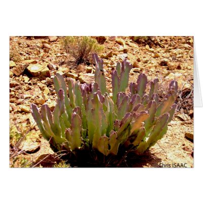 Cactus in the desert greeting cards by CrisIsaac