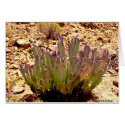 Cactus in the desert cards by CrisIsaac Cactus in the desert cards