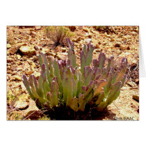 Cactus in the desert cards