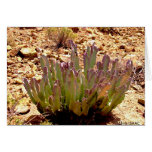 Cactus in the desert cards