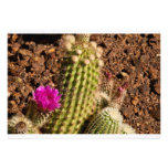 Cactus invitation