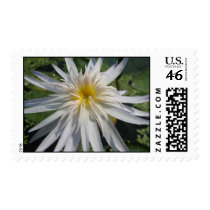 Cactus Jack stamps
