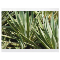 Cactus letterhead