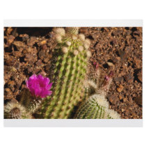 Cactus letterhead