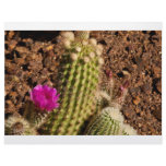 Cactus letterhead