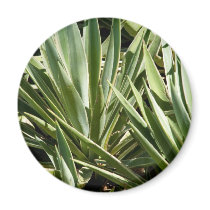 Cactus magnet