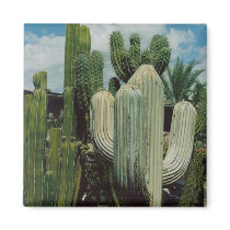 Cactus Magnet by quetzal323 Cactus Magnet