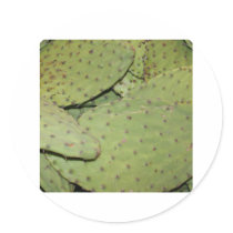 Cactus Mania Food Photo Gear stickers