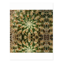 Cactus May 2013 Post Card