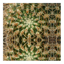 Cactus May 2013 Print