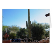 Cactus, Nature's Beauty cards