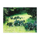  - Send someone a little piece of Oklahoma with this cactus photo postcard by Patrice Vandehey for 3131Theory.  taken at Chicasaw national Recreation Area Sulpher, Oklahoma 2007: Sizes 