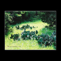 Cactus Photo Postcard
