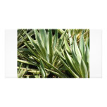 Cactus photocard photo card